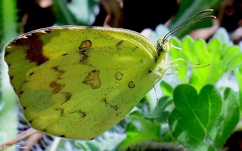 Common Grass Yellow butterfly (Eurema hecabe)  Common Grass Yellow,Eurema hecabe