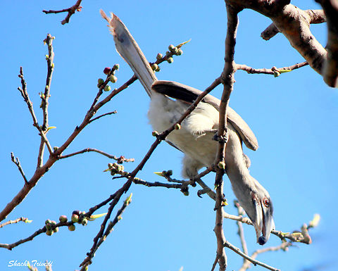 Ocyceros birostris  Geotagged,India,Indian Grey Hornbill,Ocyceros birostris,Winter