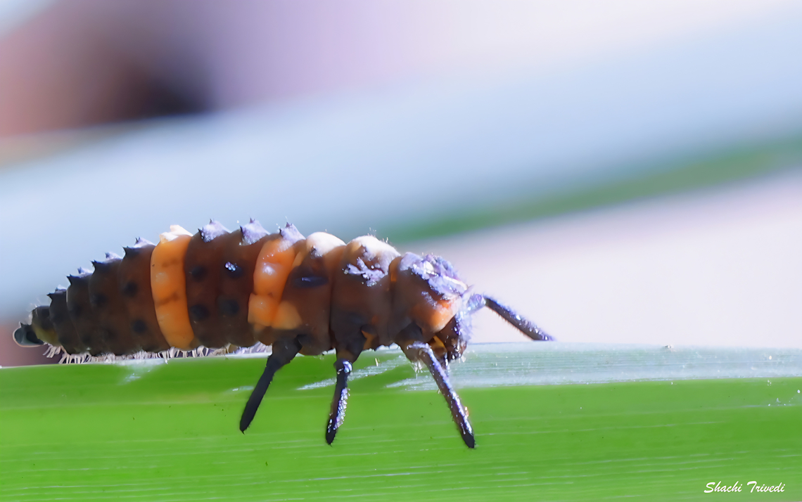 Coccinella transversalis larva  Coccinella transversalis,Transverse Ladybird