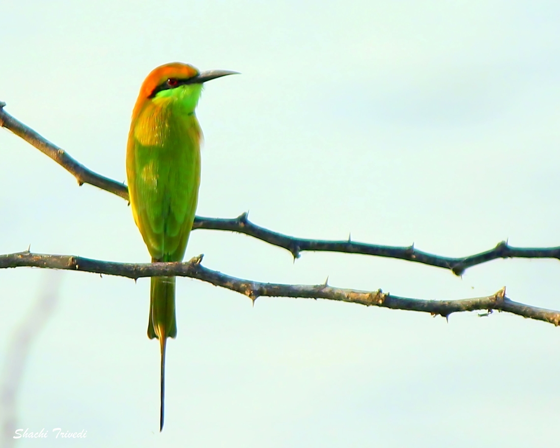 Merops leschenaulti  Chestnut-headed Bee-Eater,Geotagged,India,Merops leschenaulti,Thol,Winter