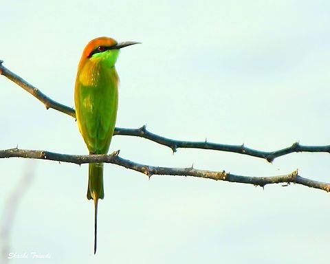 Merops leschenaulti  Chestnut-headed Bee-Eater,Geotagged,India,Merops leschenaulti,Thol,Winter