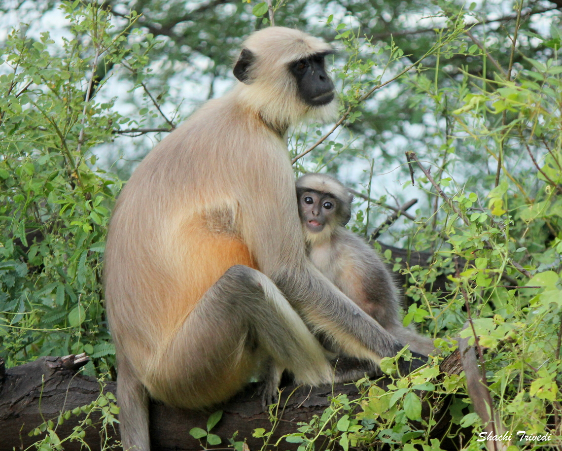 Semnopithecus entellus  Fall,Geotagged,India,Northern plains gray langur,Semnopithecus entellus