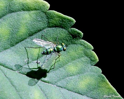 Condylostylus Longicornis  Condylostylus longicornis,Dolichopodidae,Geotagged,India,fly,longleggedfly