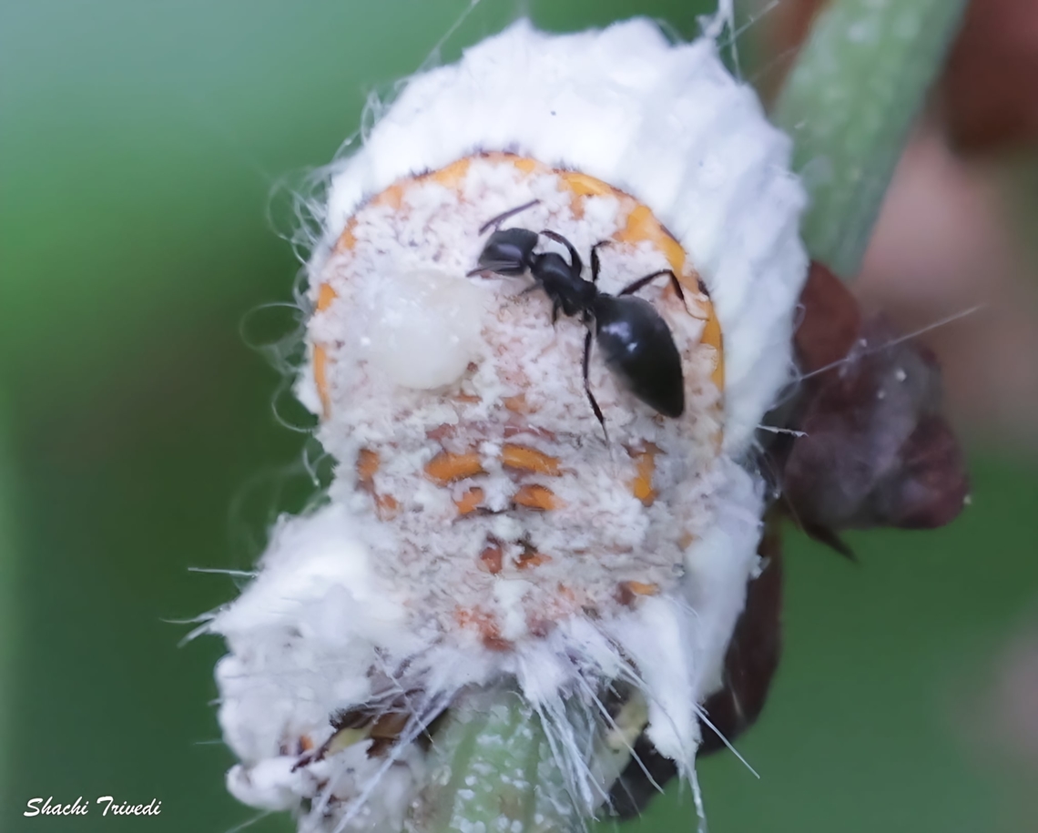 Icerya purchasi An ant is tending a colony of Icerya purchasi (cottony cushion scale) on a plant stem. These soft-bodied scale insects are plant pests covered in a waxy, cotton-like coating that helps protect them. Icerya purchasi feeds by piercing plant tissues and sucking out sap, which weakens growth and can damage the host plant. The insects excrete a sugary substance called honeydew, and ants often &ldquo;farm&rdquo; them&mdash;protecting them and feeding on the honeydew in return. Icerya purchasi,bangalore,cottony cushion scale,india,mealybug