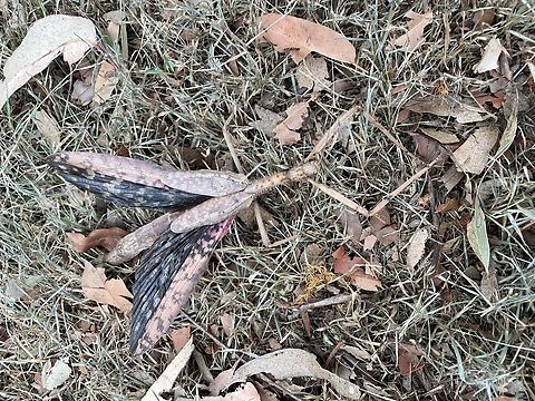 Female Titan stick insect- Fraser coast Qld Australia Hi I found magpies attacking this guy.  I covered it and returned as I was on an errand.  The end of its tail was badly damaged.  It appeared to be breathing heavily.  I hid it amongst a pile of leaves, branches and twigs hoping it would survive.  Would it survive this type of injury? It was so big - it was magnificent!! Acrophylla titan,Titan stick insect