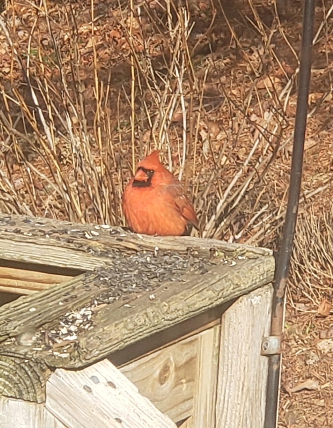 20221223_121357  Cardinalis cardinalis,Northern Cardinal