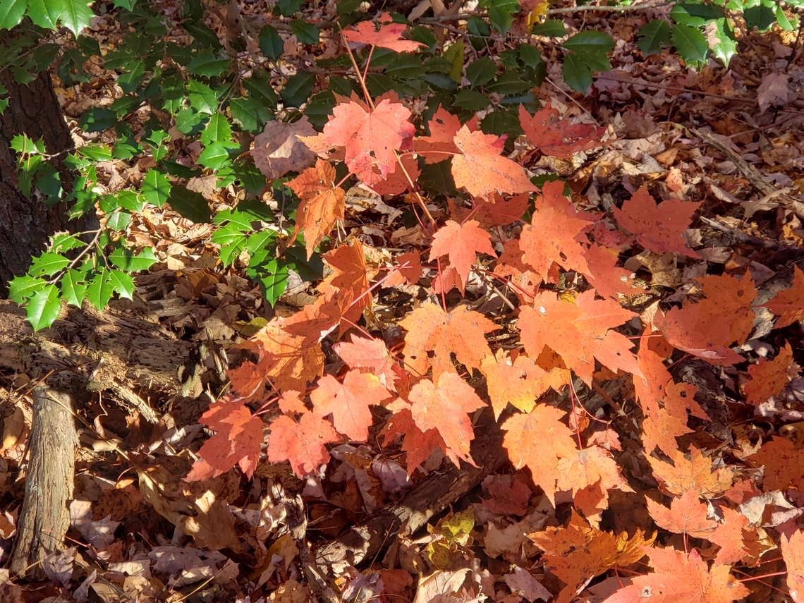 20221027_165155  Acer rubrum,Red Maple