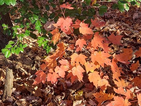 20221027_165155  Acer rubrum,Red Maple