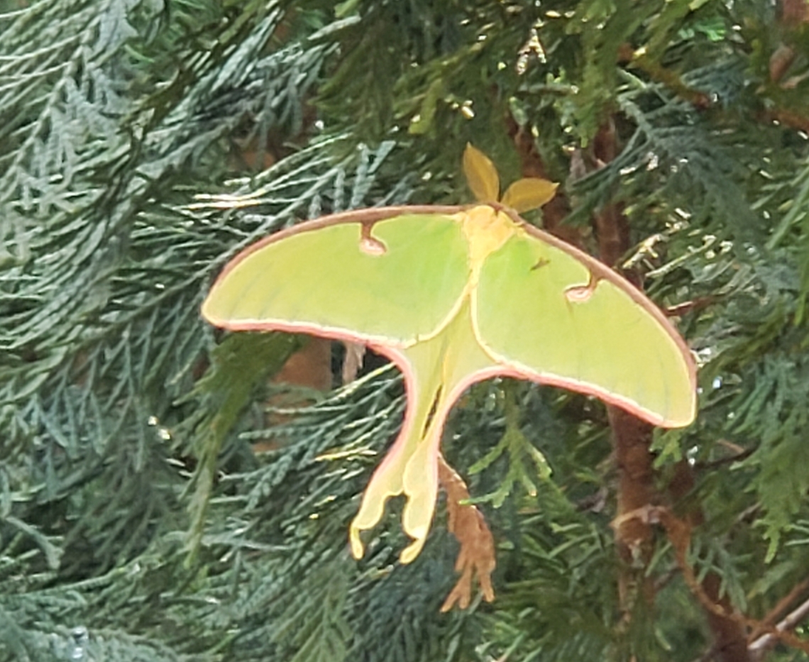 20210420_134359  Actias luna,Luna Moth