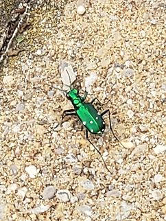 20210626_190429  Cicindela sexguttata,Six-spotted Tiger Beetle