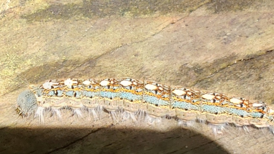 20220403_140401  Forest tent caterpillar moth,Malacosoma disstria