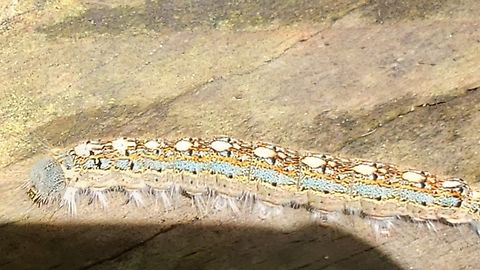 20220403_140401  Forest tent caterpillar moth,Malacosoma disstria