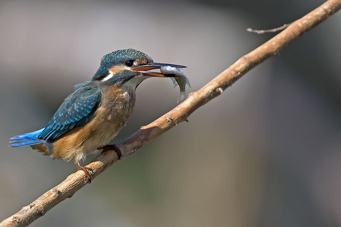 Kingfisher delicious breakfast Kingfisher with small fish in it's beak. Alcedo atthis,Birds,Fish,Kingfisher