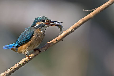 Kingfisher delicious breakfast Kingfisher with small fish in it's beak. Alcedo atthis,Birds,Fish,Kingfisher