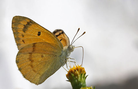 Madais fausta sucking nectar Front view of a Madais fausta feeding on the nectar of an orange flower. Colotis fausta,Large Salmon Arab,Madais fausta