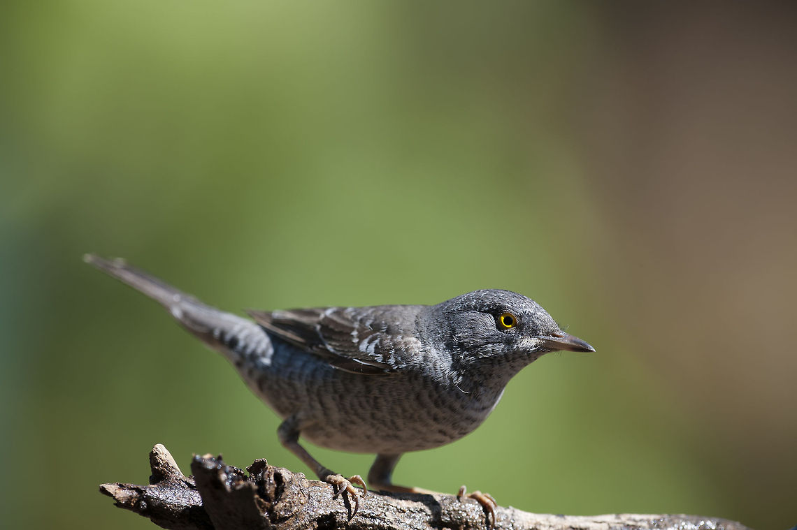 Barred Warbler  Barred warbler,Garden Warbler,Geotagged,Israel,Sylvia borin,Sylvia nisoria