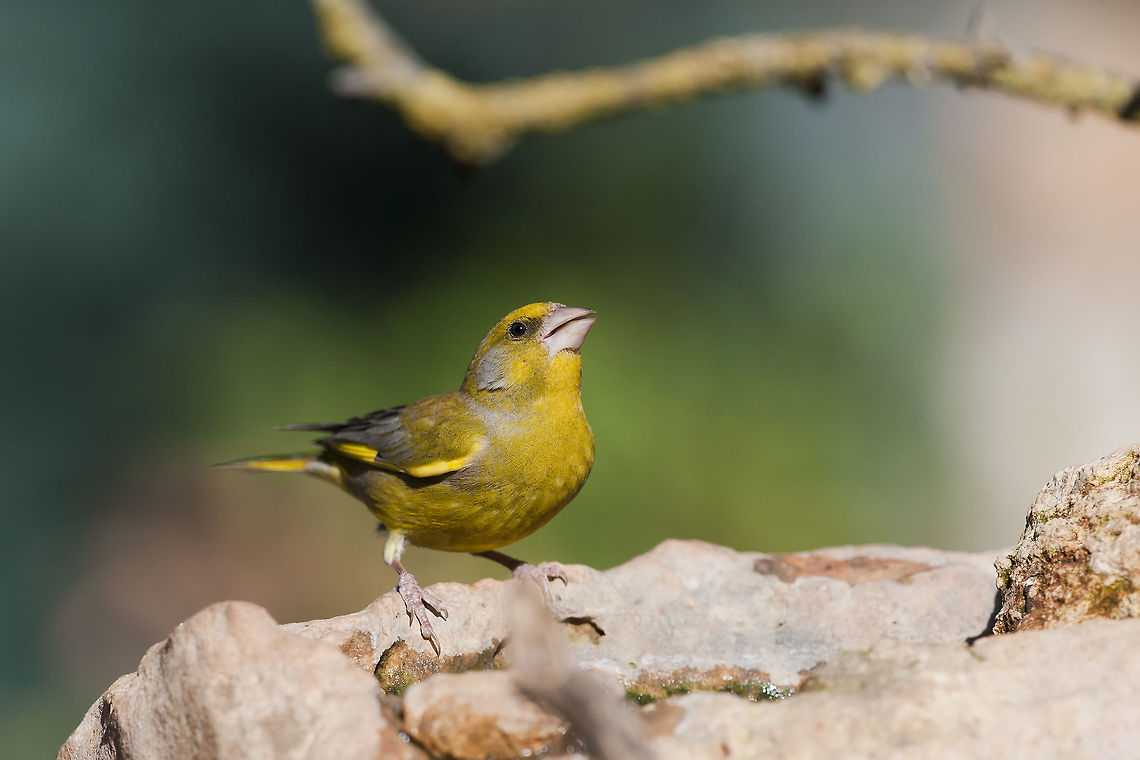 Carduelis chloris  Carduelis chloris,European Greenfinch,Geotagged,Israel
