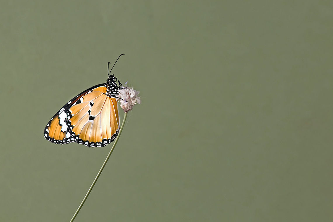 African Monarch sideview Beautiful view of an African Monarch, also called &quot;Plain Tiger&quot;. African Monarch,Butterfly,Danaus chrysippus,Insects