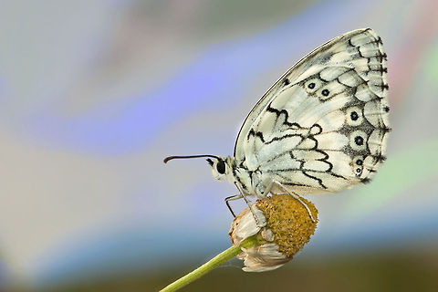 Marbled White butterfly Melanargia titea titania butterfly with dark eye patterns sideview. Insects,Melanargia titea,butterfly