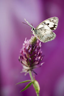 Butterfly in the garden  Geotagged,Israel,Melanargia titea