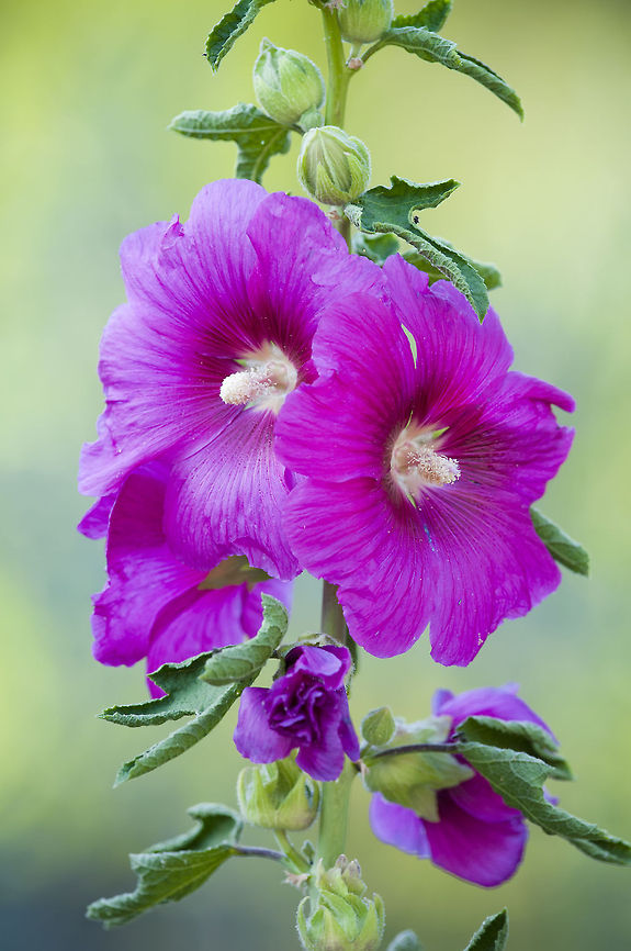 Alcea setosa  Alcea setosa,Geotagged,Israel