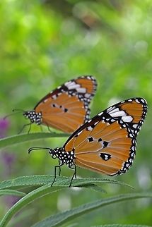 Dual butterflies Two orange butterflies with black stripes and white spots sit on a leave directly behind each other. Butterfly,Danaus chrysippus,Insects