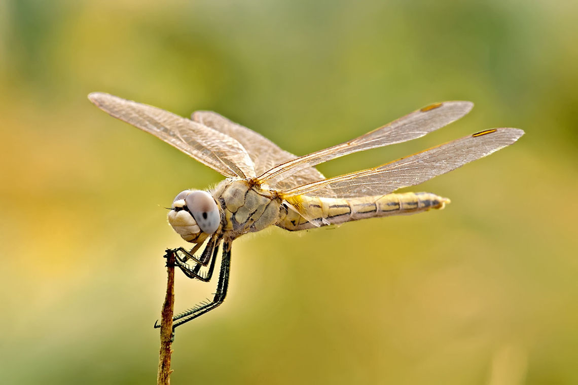 Dragonfly with amazing colors A top photo of a Dragonfly in a colorful setting as it hangs on to a little twig. Anisoptera,Dragonfly,Insects,Odonata,Sympetrum fonscolombii,red-veined darter