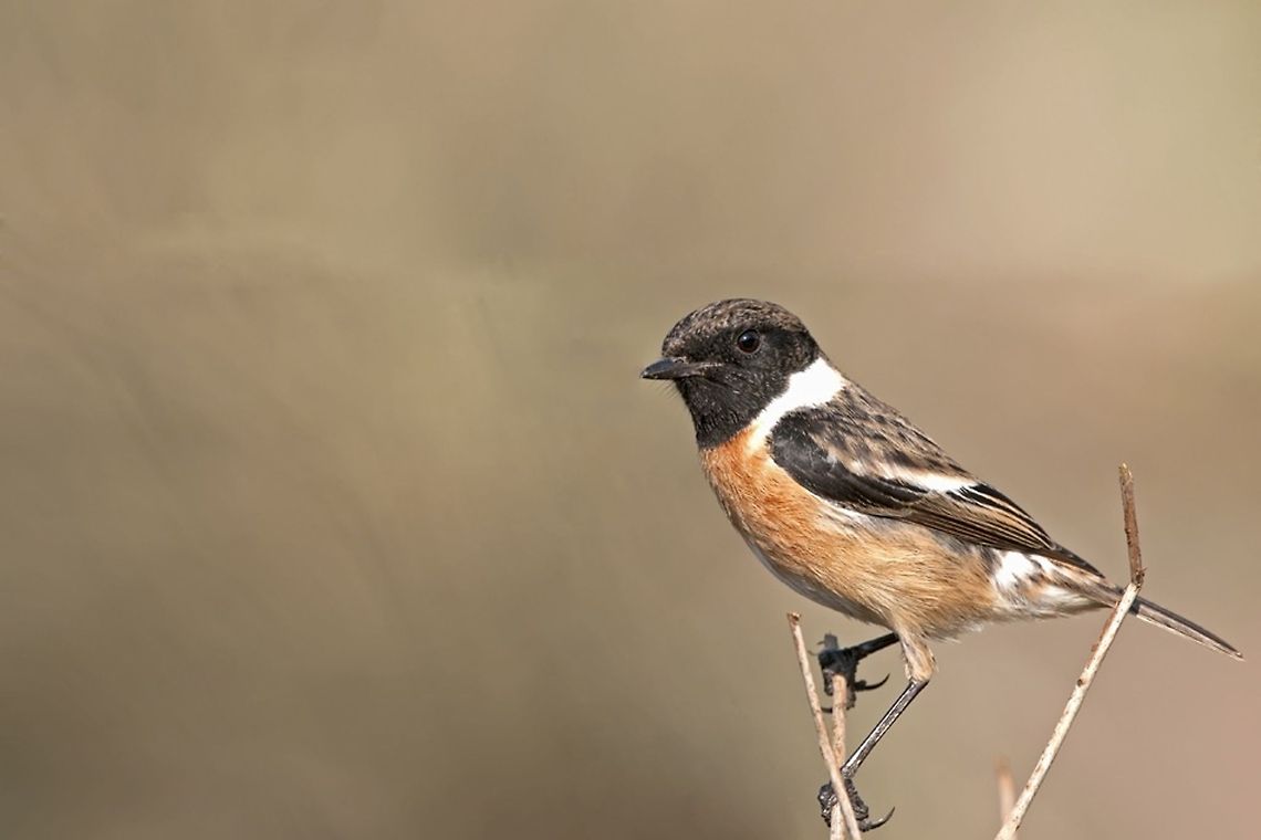 Stone Chat observing A Stone Chat surveys the environment from a branch. Birds,Chats,European Stonechat,Saxicola rubicola,Stone Chats