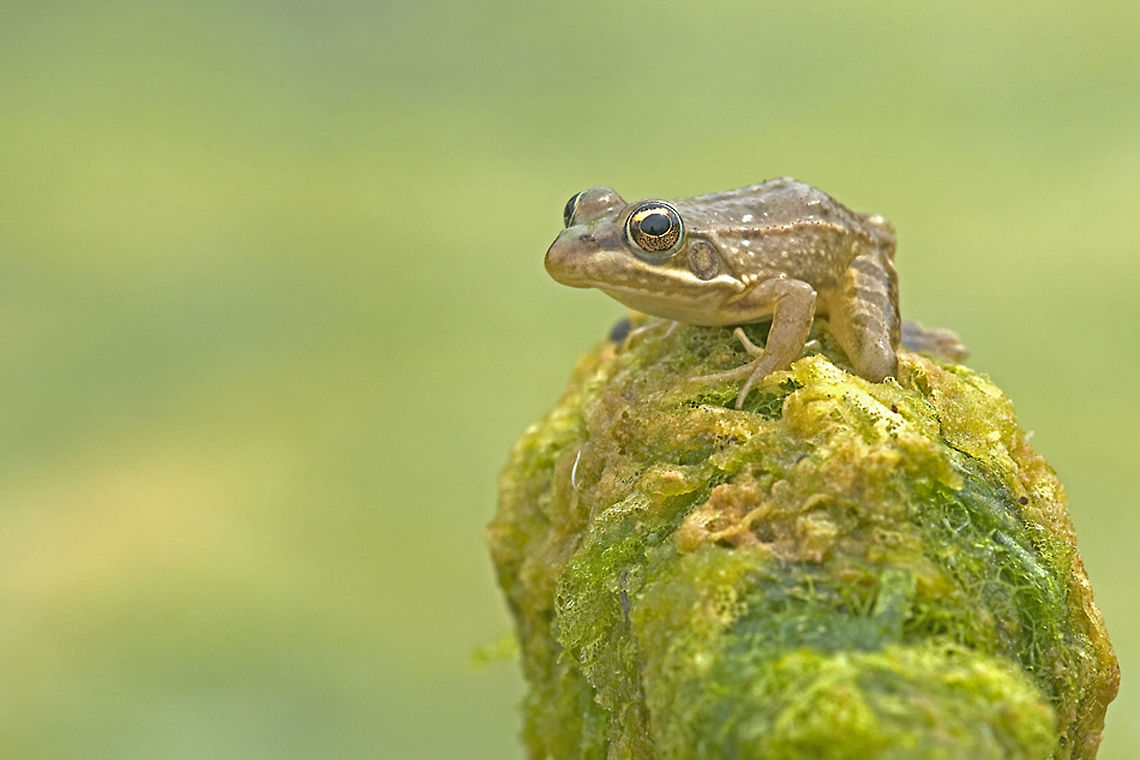 Frog Prince A beautiful and colorful capture of a frog. Amphibians,Anura,Frog