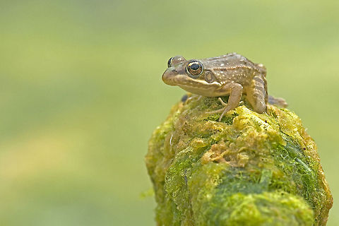Frog Prince A beautiful and colorful capture of a frog. Amphibians,Anura,Frog