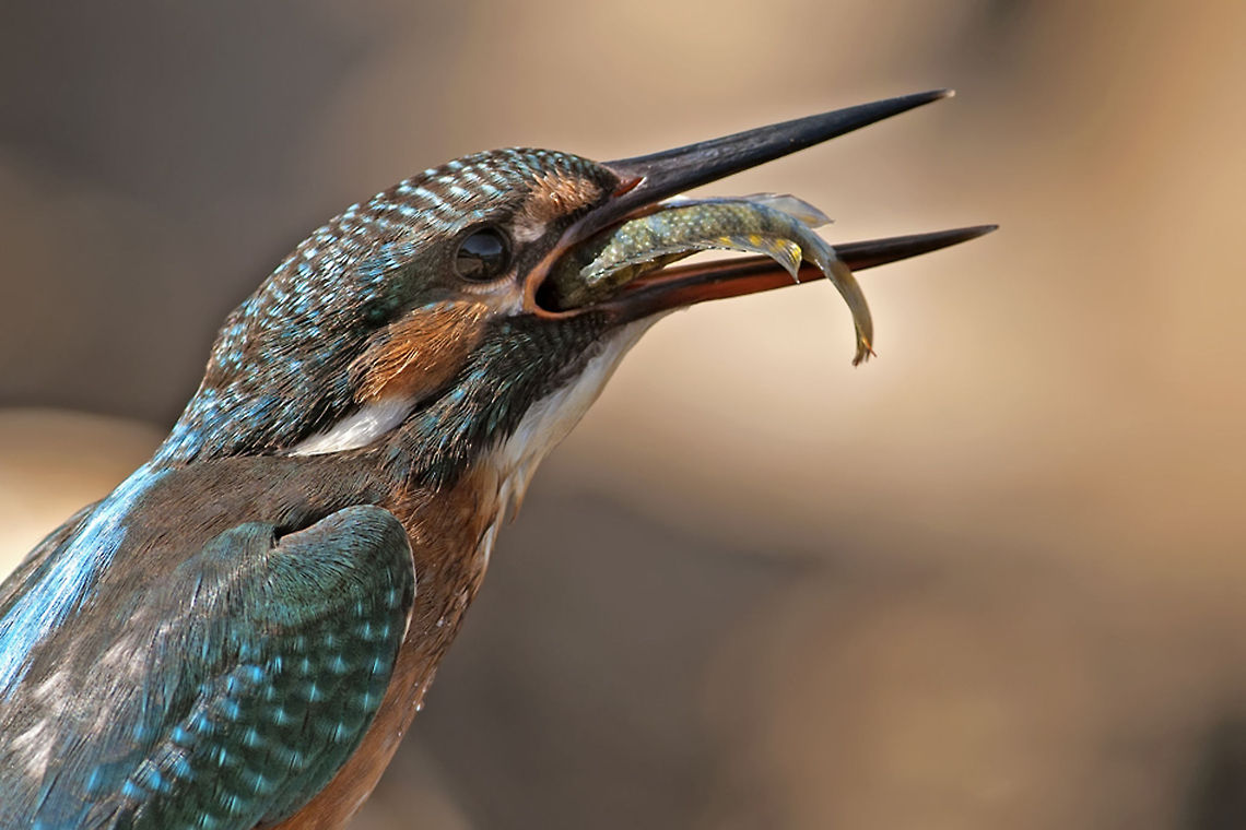 Kingfisher enjoying a juicy breakfast Kingfisher swallowing a small fish. Alcedo atthis,Birds,Common Kingfisher,Fish,Kingfisher