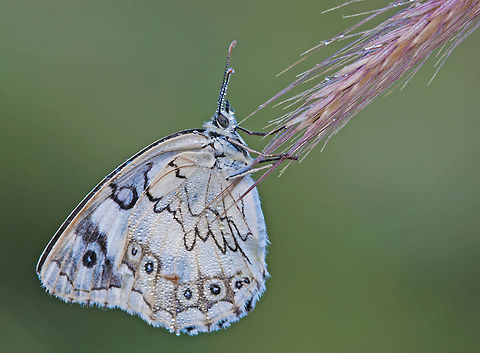 Butterfly hanging on the Edge Beautiful white/bueish butterfly hangs on a pink flower. Butterfly,Melanargia titea,Rhopalocera