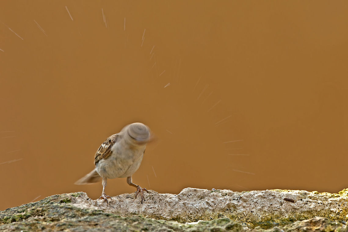 Sparrow takes a cold shower A small sparrow shakes its head to dry its feathers from a shower. Birds,House Sparrow,Passer domesticus,Shower