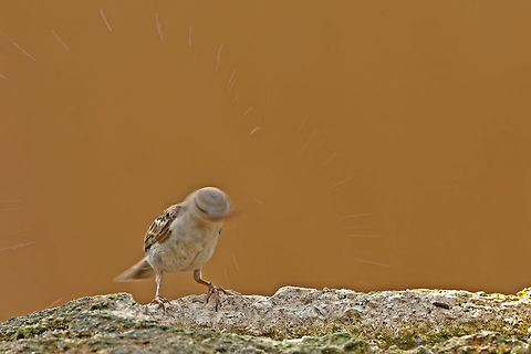 Sparrow takes a cold shower A small sparrow shakes its head to dry its feathers from a shower. Birds,House Sparrow,Passer domesticus,Shower