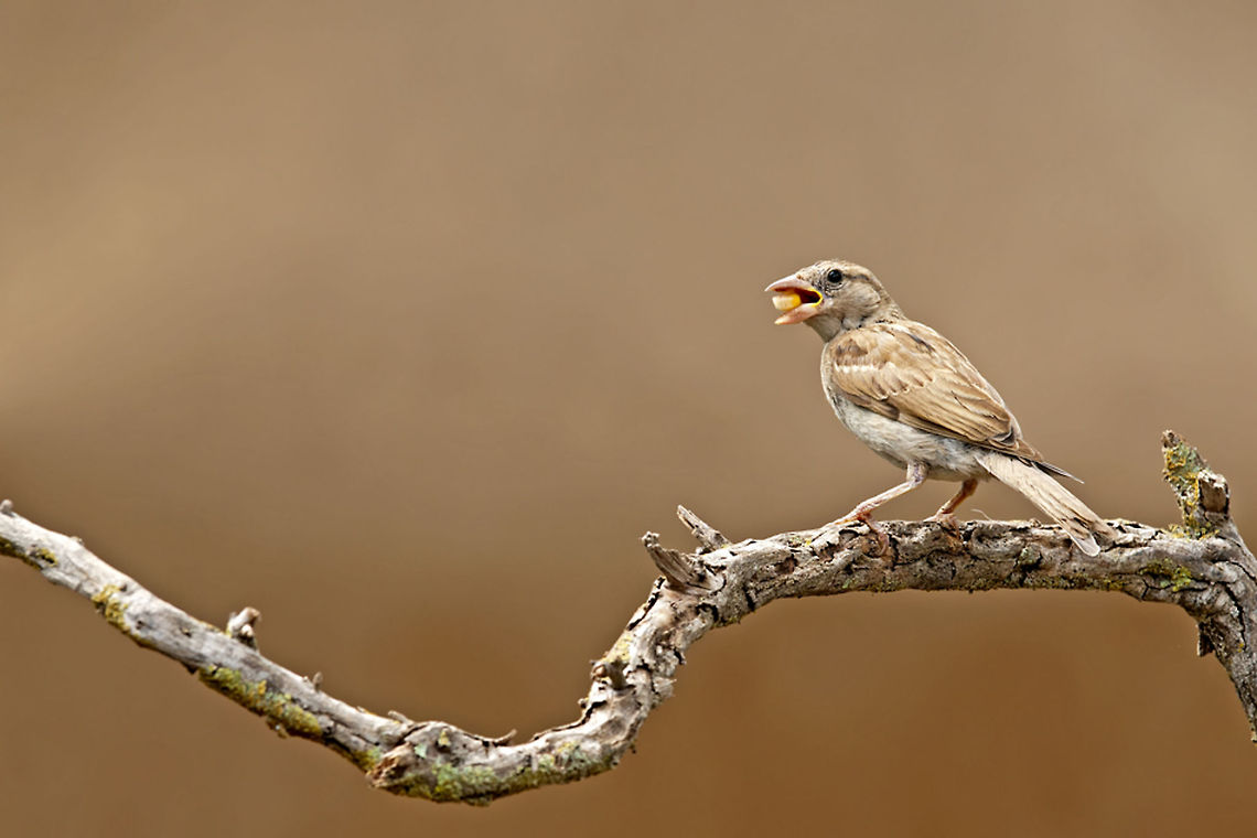 Sparrow on starvation A lovely white/brownish sparrow feasts on a snack. Birds,House Sparrow,Shutter