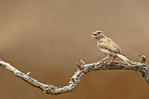 Sparrow on starvation A lovely white/brownish sparrow feasts on a snack. Birds,House Sparrow,Shutter