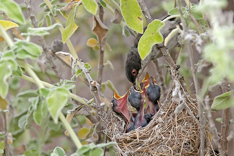 Sardinian Warbler being a good Father A Sardinian Warbler brings home good to its hungry chicks. Birds,Chick,Feeding,Passeriformes,Sardinian Warbler,Sylvia melanocephala