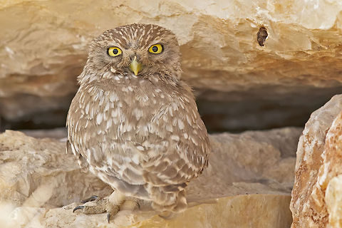 Little Owl stares in camera A Little Owl stares in the camera, showing its typical yellow eyes, white eyebrows and large head. Athene noctua,Little  Owl,Little owl,Strigiformes