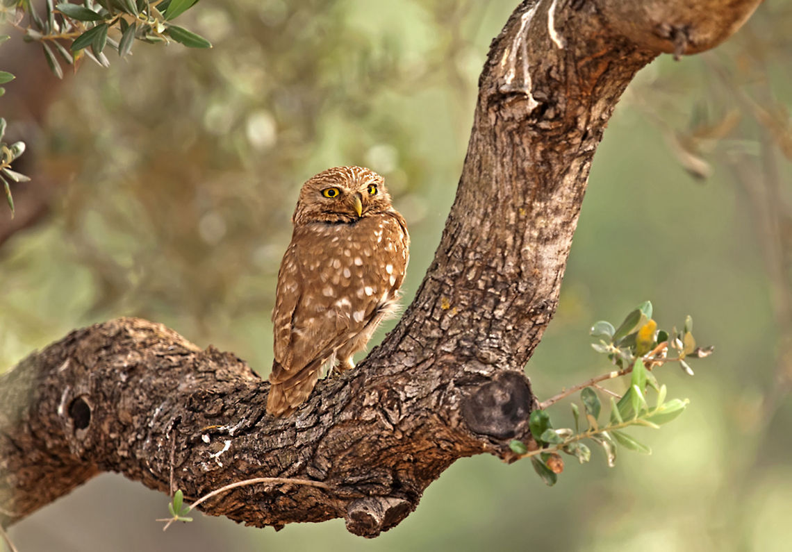 Little Owl resting in tree A lovely Little Owl rests on a tree. Athene noctua,Little  Owl,Little owl,Olea europaea,Strigiformes