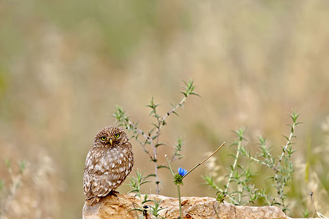 Little owl at rest A cute Little Owl in a rock landscape. Athene noctua,Little  Owl,Little owl,Strigiformes