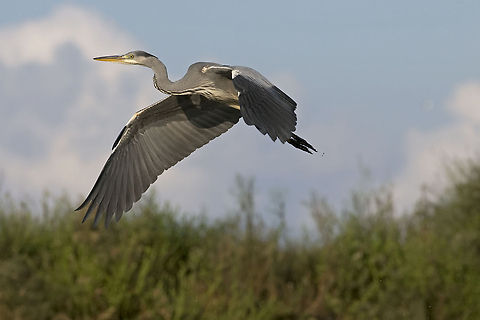 Heron in flight Heron in flight. Ardea cinerea,Aves,Birds,Flight,Grey Heron,Heron