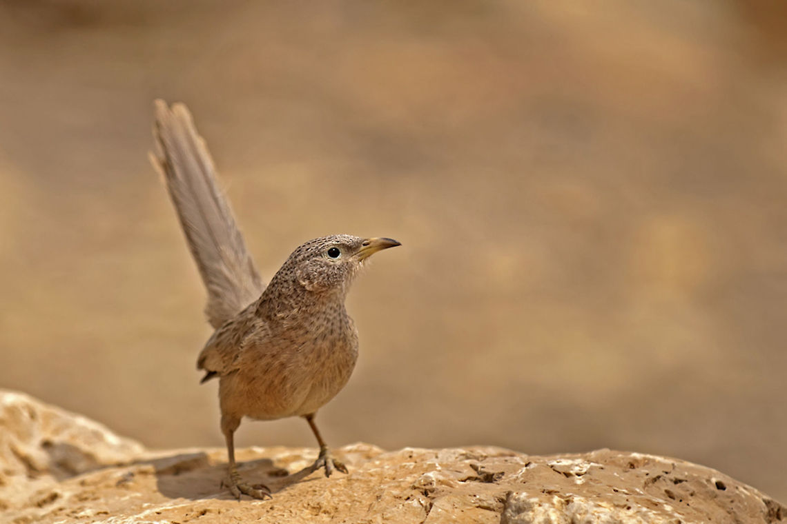 Arabian Babbler A beautiful capture of an Arabian Babbler on an orangish rock formation. Arabian Babbler,Arabian babbler,Birds,Passeriformes,Turdoides squamiceps