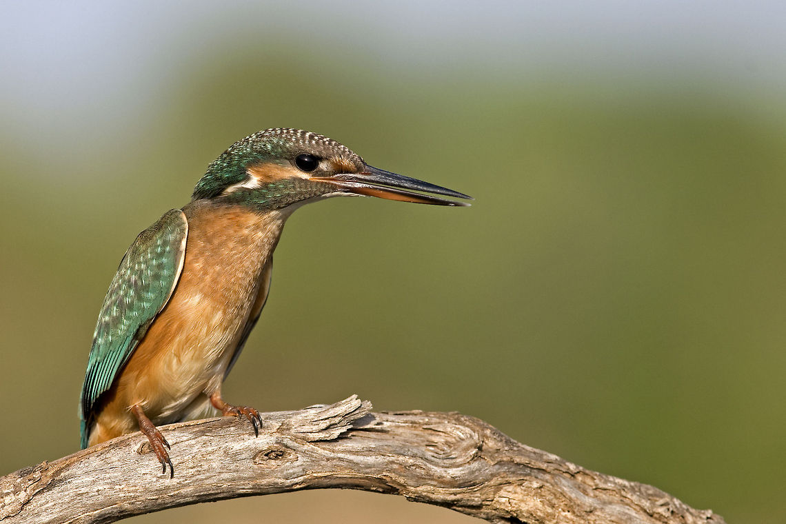 Kingfisher knows.. Kingfisher sitting on a branch. Alcedinidae,Alcedo atthis,Birds,Common Kingfisher,Coraciiformes,Geotagged,Israel,kingfisher