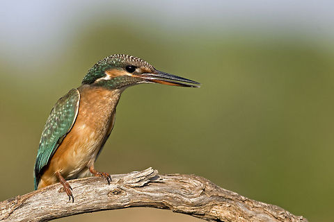 Kingfisher knows.. Kingfisher sitting on a branch. Alcedinidae,Alcedo atthis,Birds,Common Kingfisher,Coraciiformes,Geotagged,Israel,kingfisher