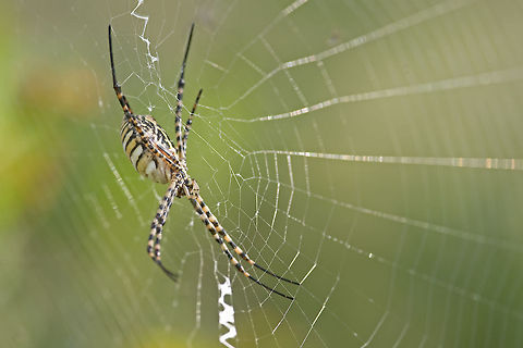 Large spider in web A large spider in its house, the web. The spider is light with dotted black marks on his legs and black stripes on its main body. Araneae,Argiope bruennichi,Spider,Wasp spider