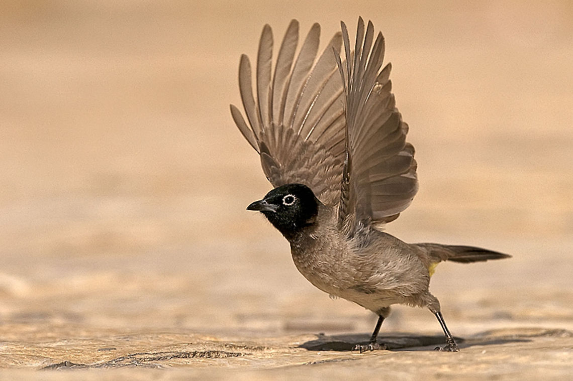 Yellow cented bulbul with heated motors A Yellow Vented bulbul stretches its wings in readiness for flight. Birds,Passeriformes,Pycnonotidae,Pycnonotus xanthopygos,White-Spectacled bulbul