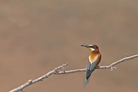 Bea-eater bird found an insect snack A sideview of a bea-eater sitting on a branch. The bird has beautiful orange, blue and white feathers and holds an insect in its beak. Bee-eater,Birds,European Bee-eater,Merops apiaster