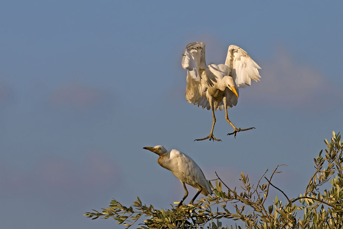 Ibis landing on tree tops Ibis coming in for a landing in a tree top. Ardeidae,Birds,Bubulcus ibis,Geotagged,Israel