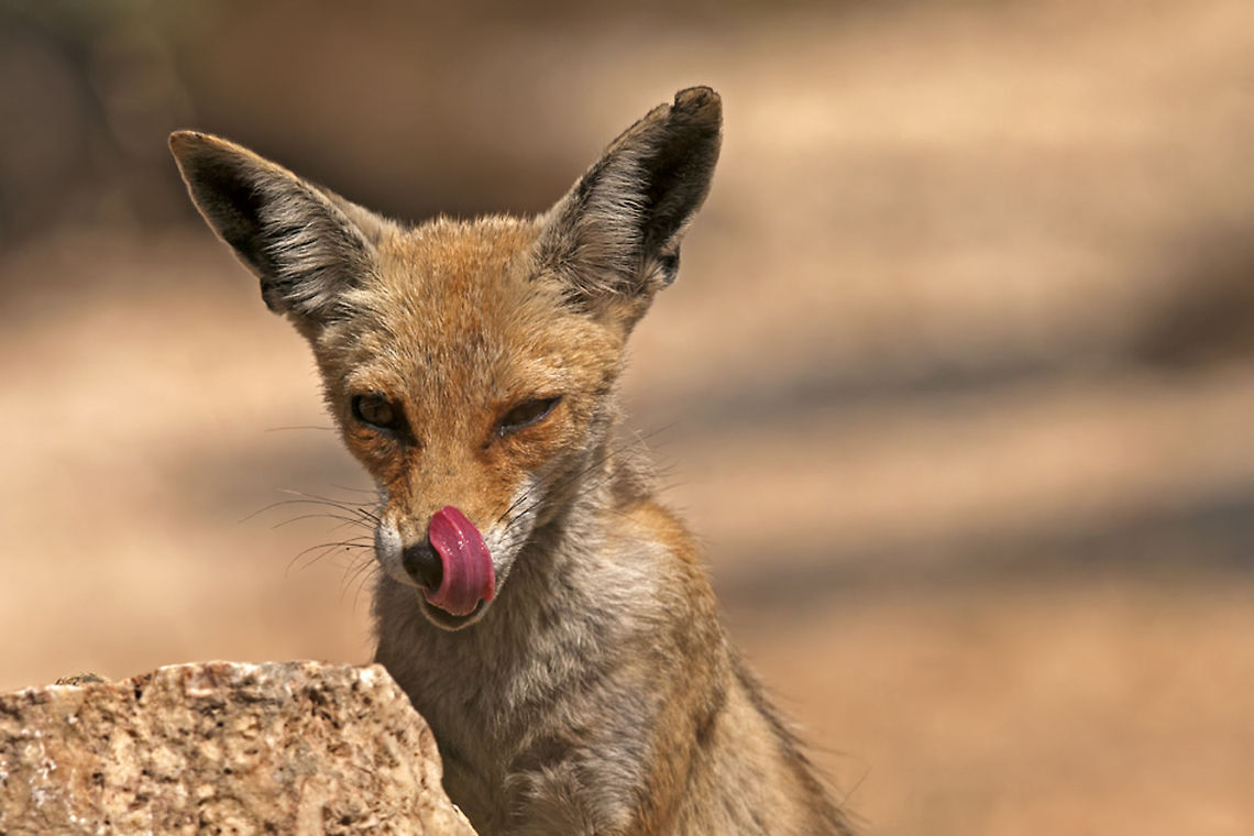 Young fox with tongue out A young fox with big ears licks his nose after a nice meal? Canidae,Fox,Vulpes vulpes