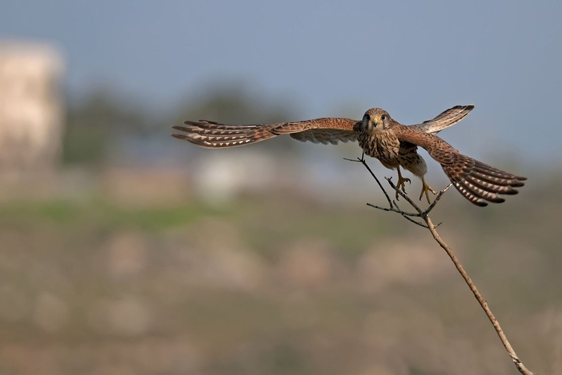 Falcon Flight A focused falcon leaps from a branch to start a flight. Accipitriformes,Birds,Falcon,Falconidae,Falconiformes,nature